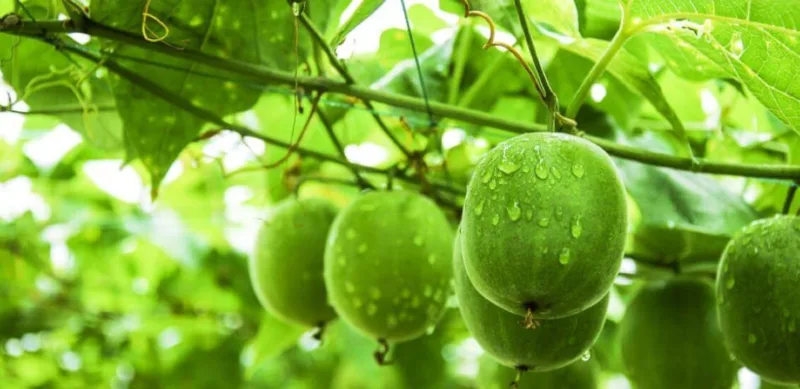 Monk Fruit Extract