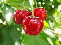 7-Best-Foods-To-Support-Kidney-Function