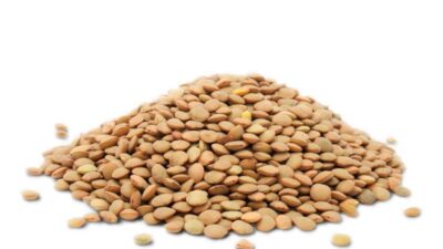 organic lentil