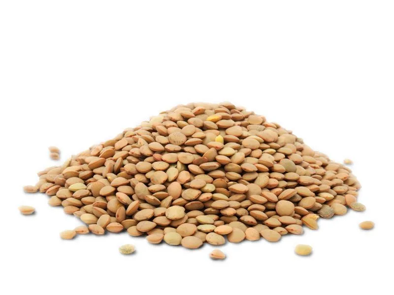 렌틸콩 Organic Lentil