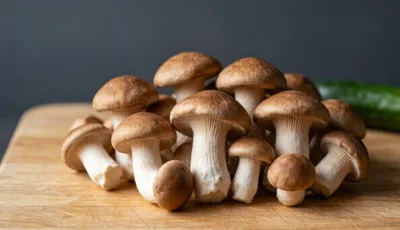 Agaricus Blazei Murill 추출 분말: 효능, 사양 및 제형 구매자 가이드